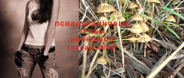 прущие грибы Аркадак